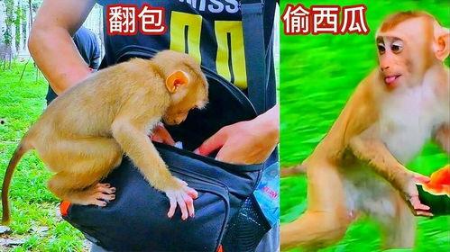 nz网红吃瓜小猴子,新西兰网红“吃瓜小猴子”带你领略异国美食风潮